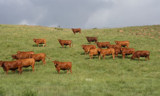 MANAGEMENT FACTORS OF IMPORTANCE IN PREPARATION OF THE CALVING SEASON